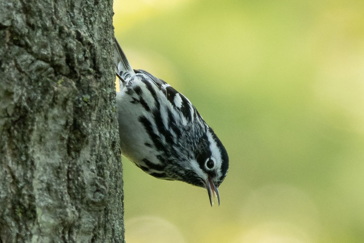 Black-and-white Warbler - ML337072651