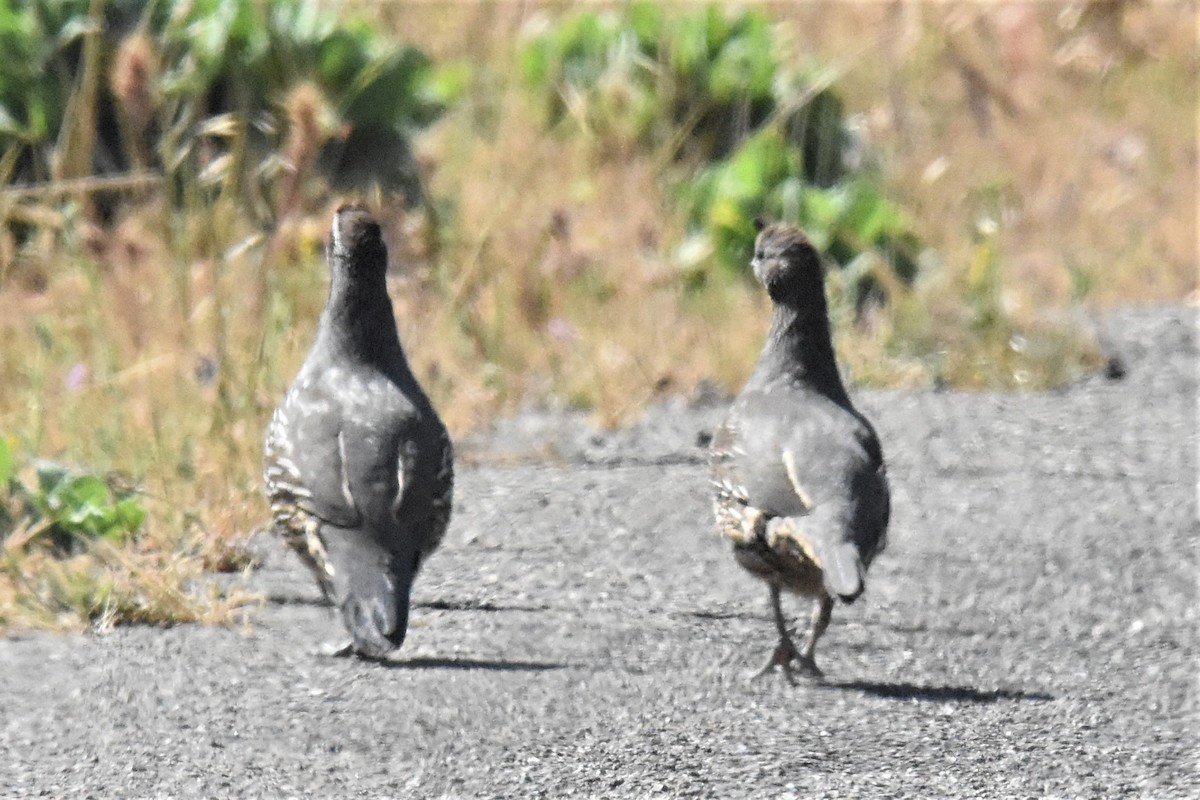 California Quail - ML337074701