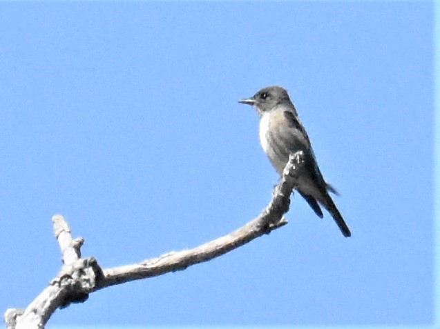 Olive-sided Flycatcher - ML337074911