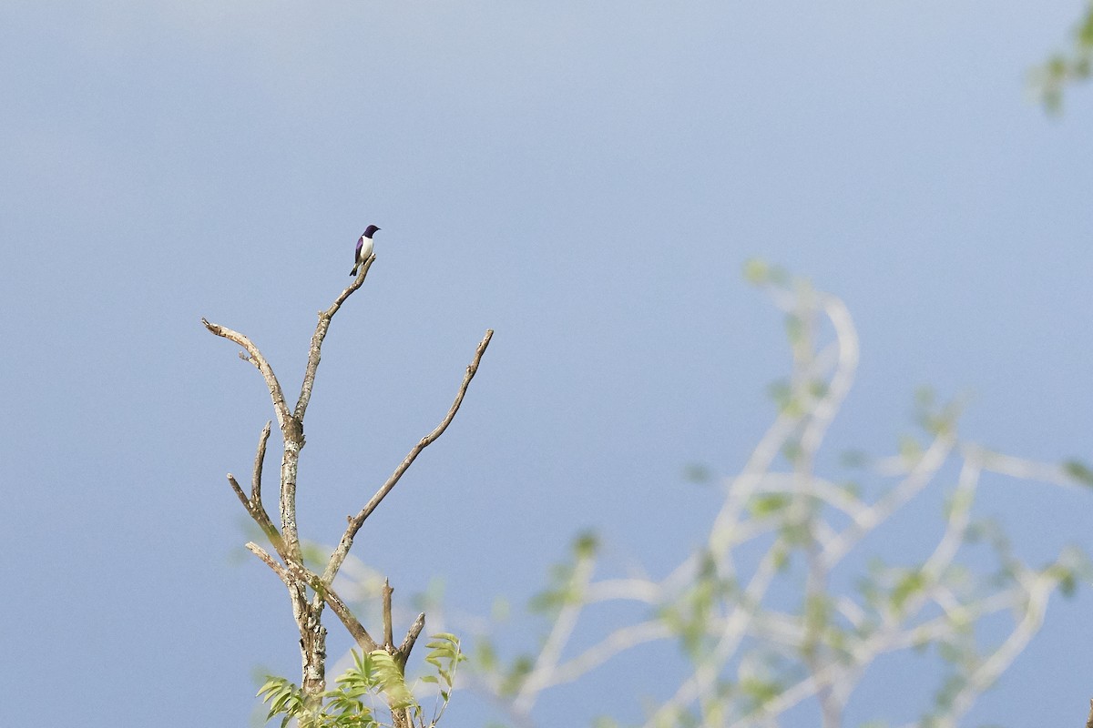 Violet-backed Starling - ML337075651