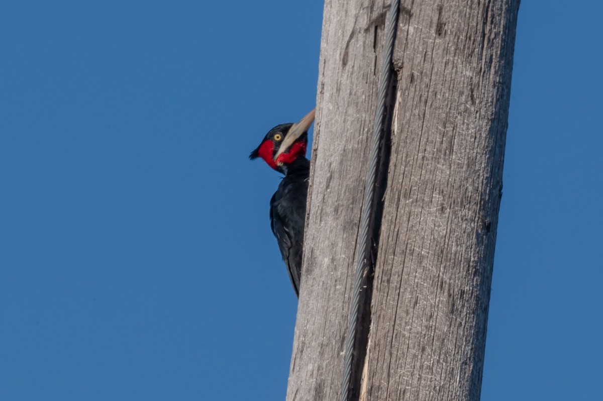 Cream-backed Woodpecker - Victor Hugo Michelini