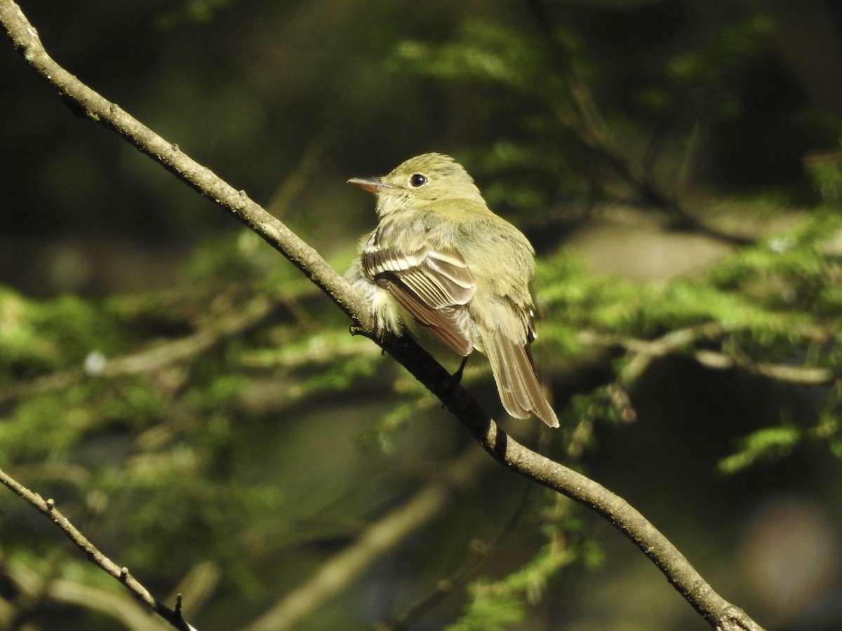 Acadian Flycatcher - Nancy VanCott