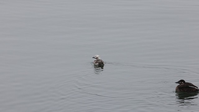 Long-tailed Duck - ML337076501