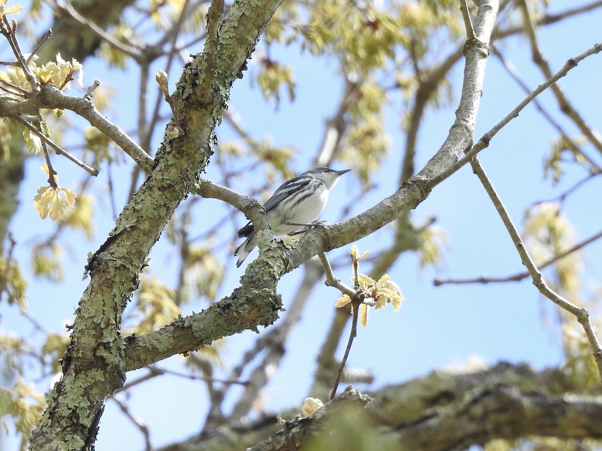 Blauwaldsänger - ML337077701