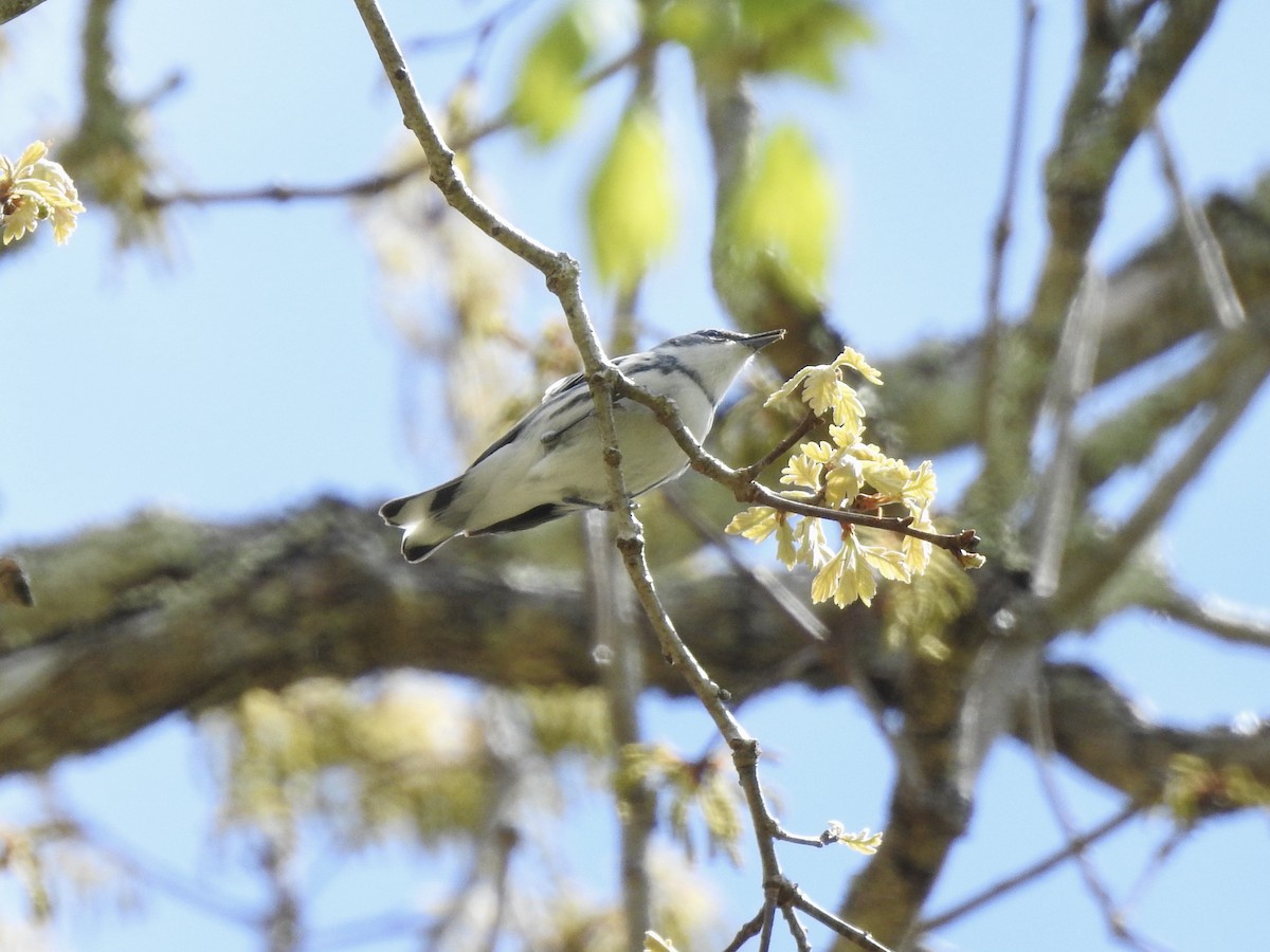 Blauwaldsänger - ML337077721