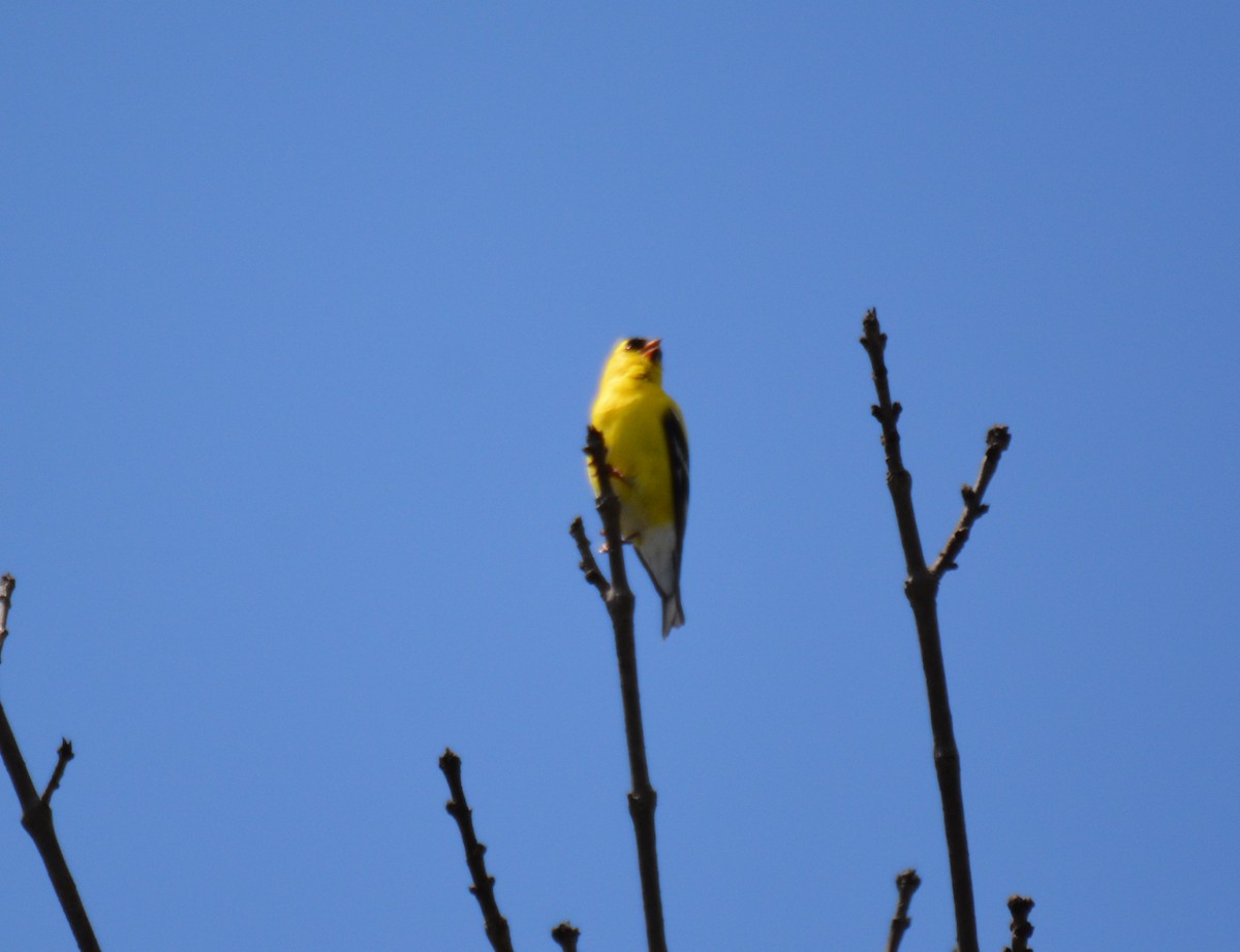 American Goldfinch - ML337078831