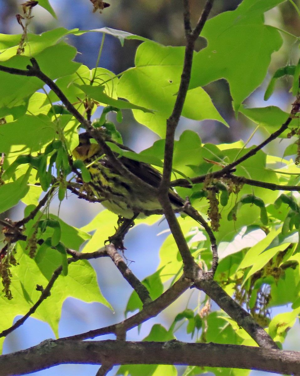 Cape May Warbler - ML337079801