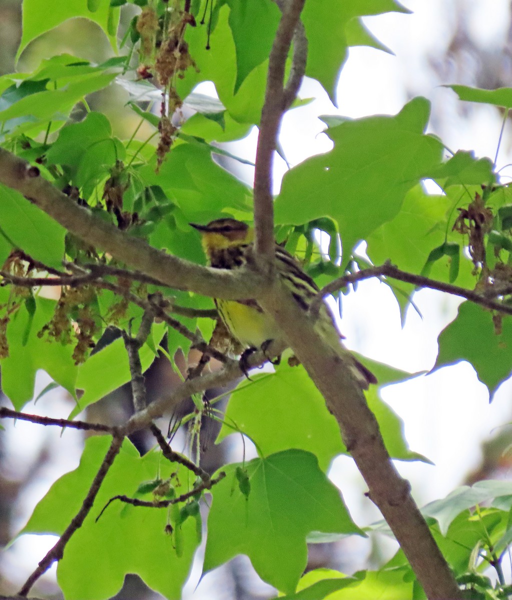 Cape May Warbler - ML337079871