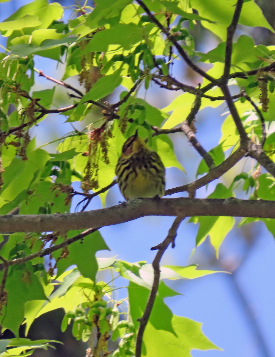 Cape May Warbler - ML337079881