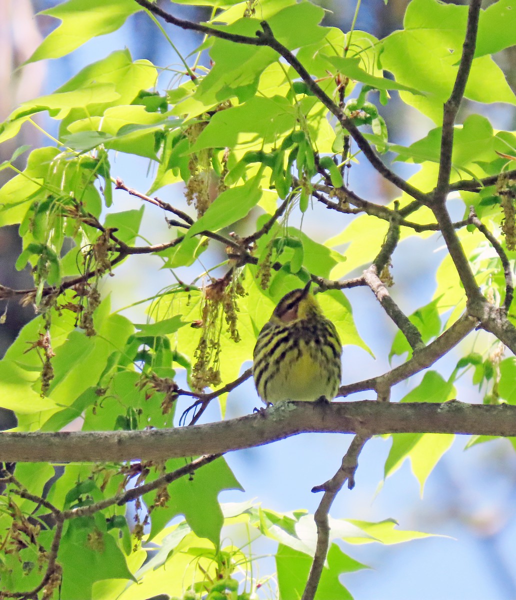 Cape May Warbler - ML337079911