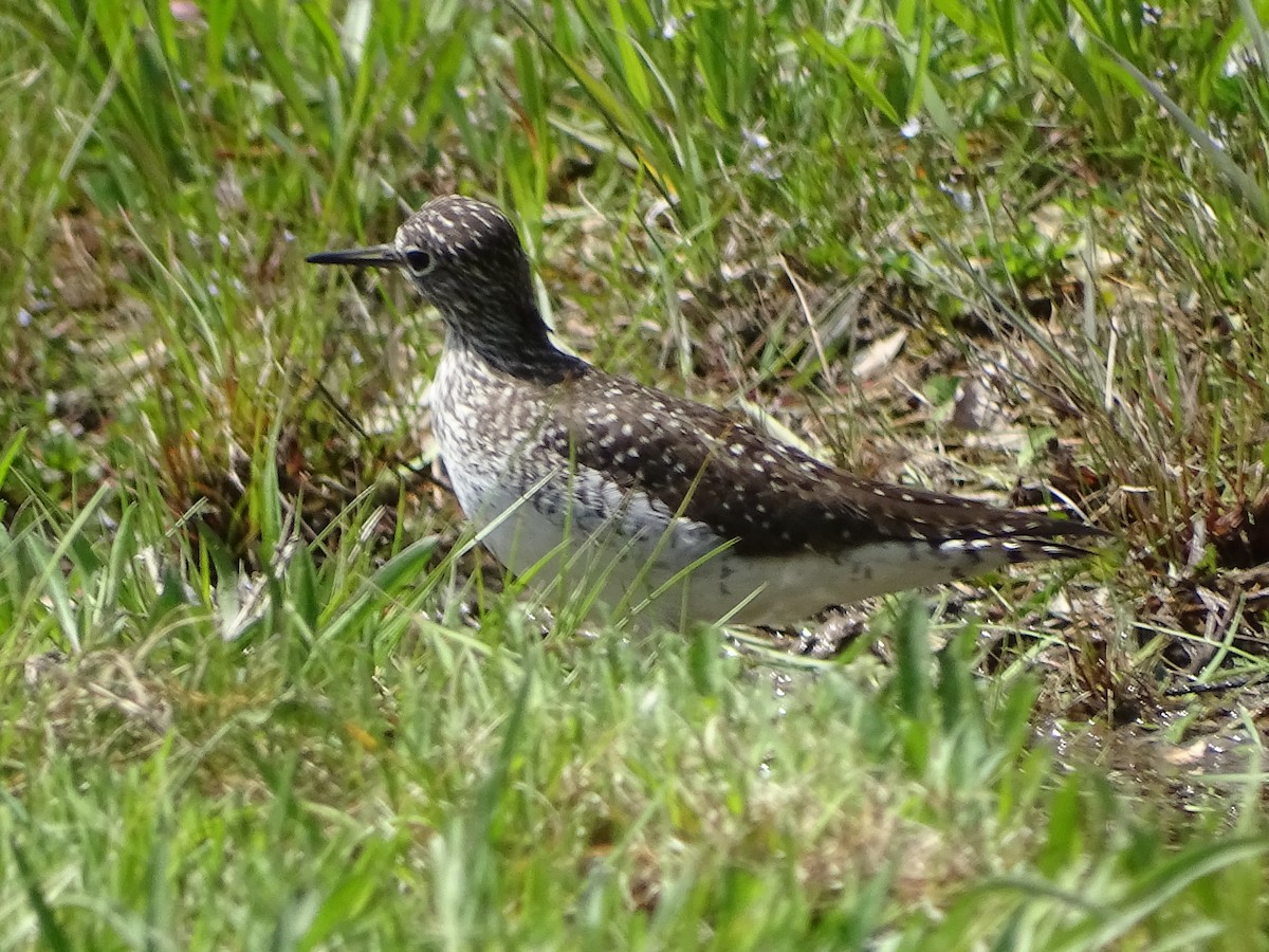 Solitary Sandpiper - Tom Bemont