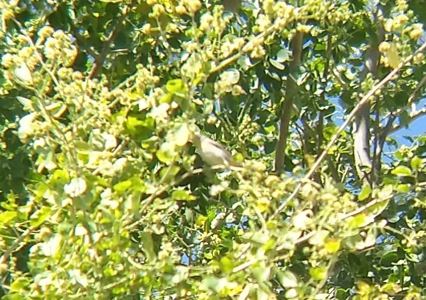 Virginia's Warbler - Jorge Francisco Ortiz Valenzuela