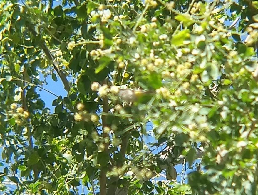 Virginia's Warbler - ML337080801