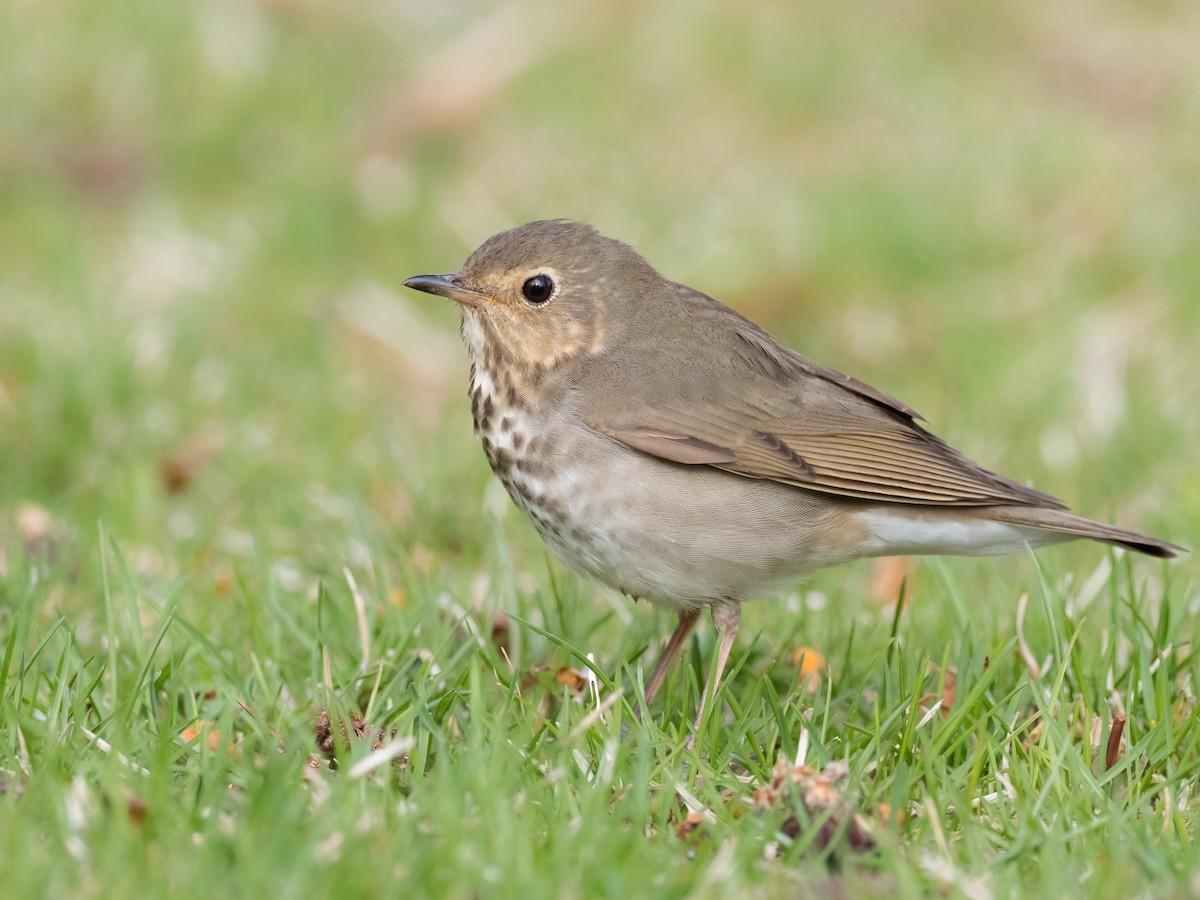 Swainson's Thrush - ML337080821