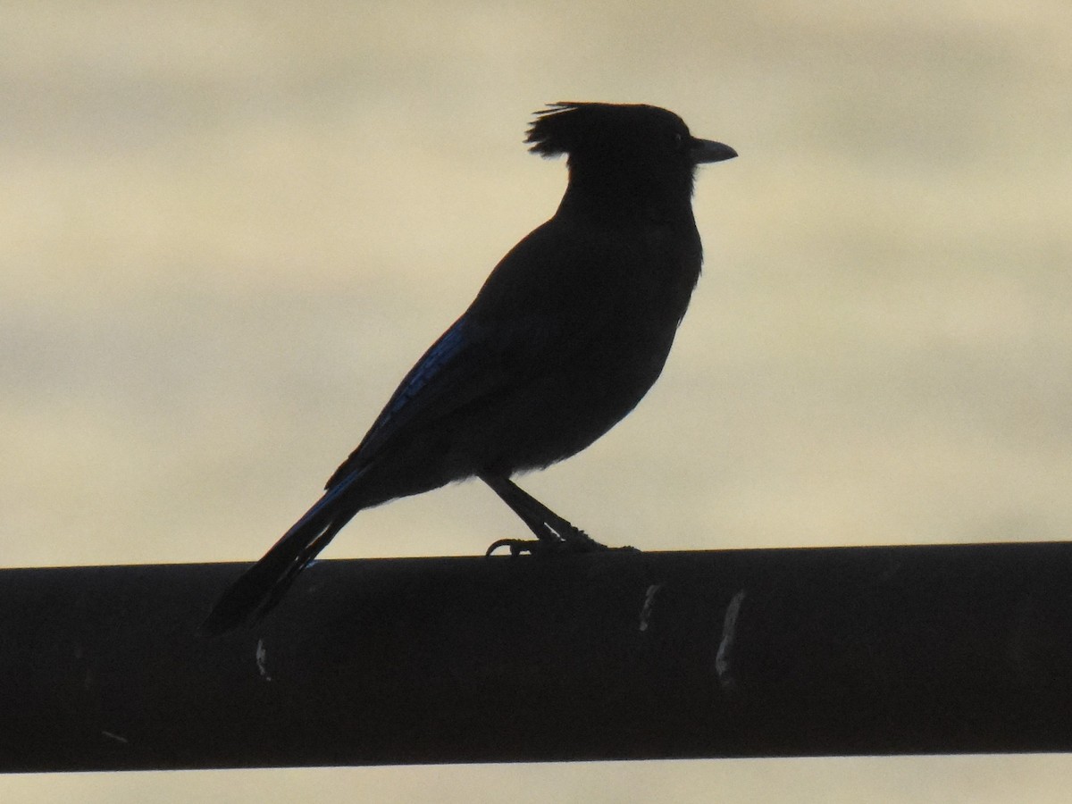 Steller's Jay - ML337081261