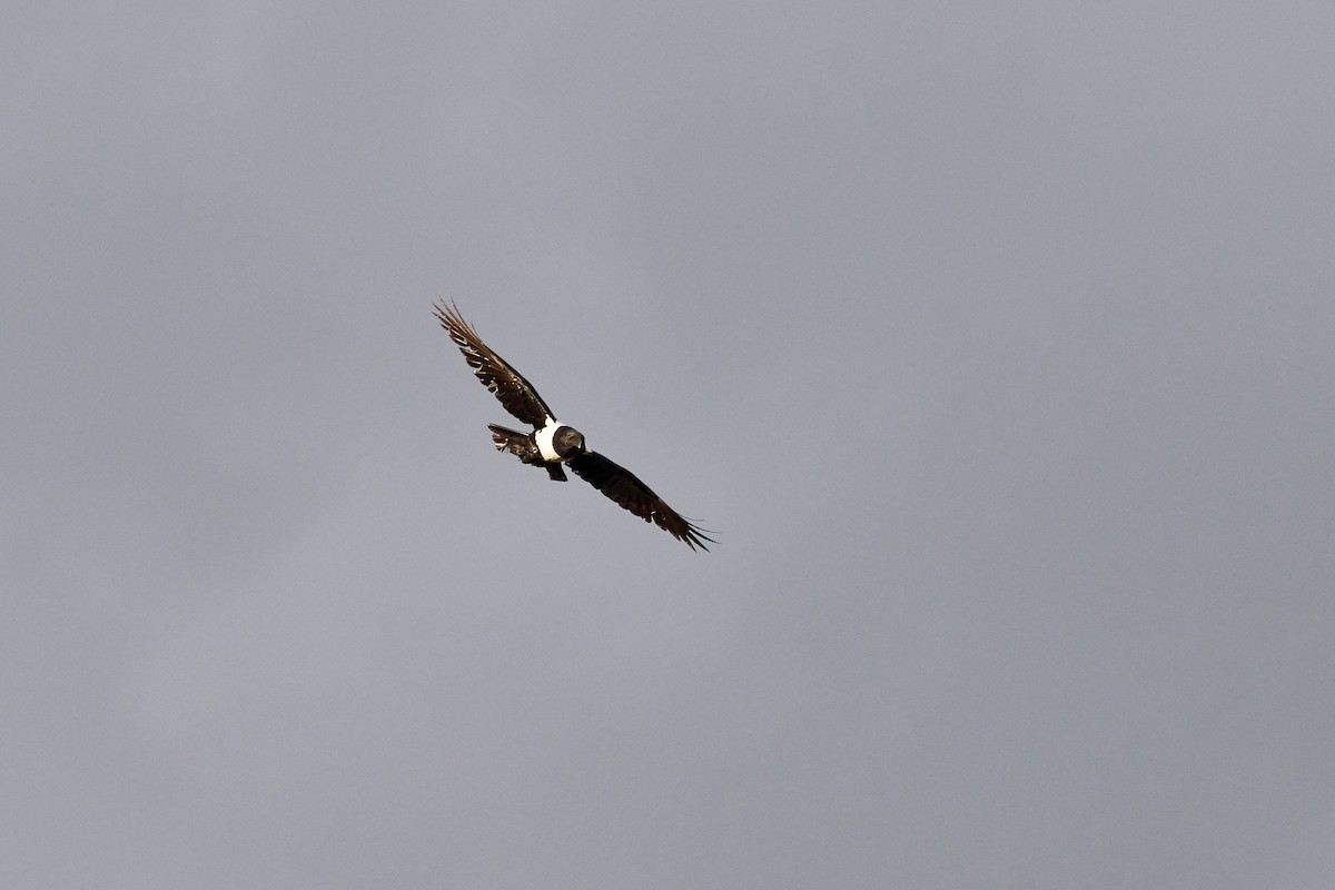 Pied Crow - ML337082311