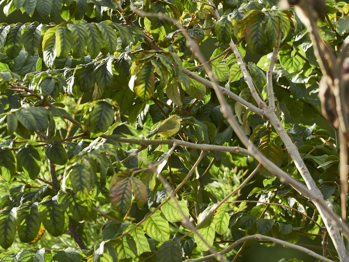 Pale White-eye - Jorge Wolf