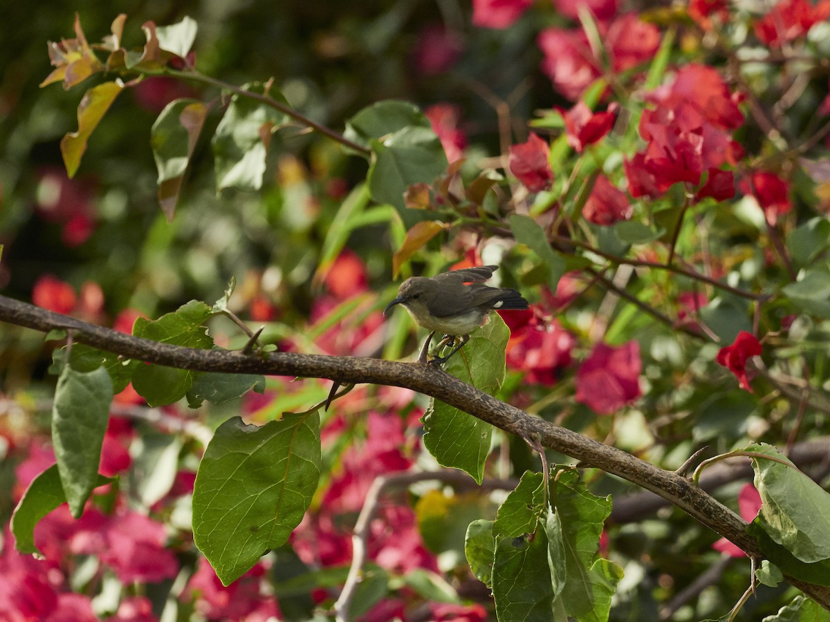 Variable Sunbird - ML337082471