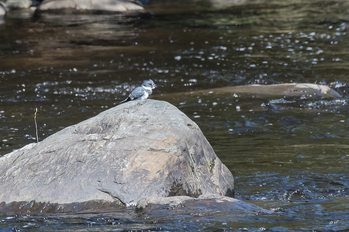 Belted Kingfisher - V Fournier