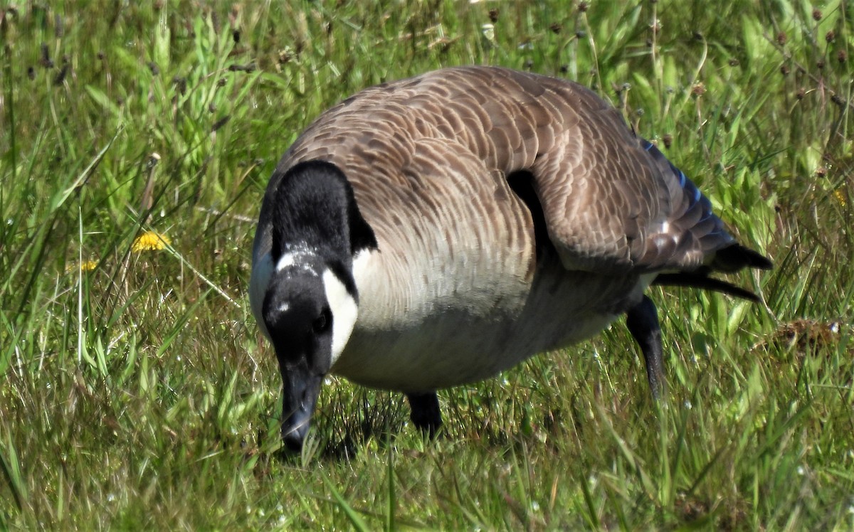 Canada Goose - Carol Baird Molander