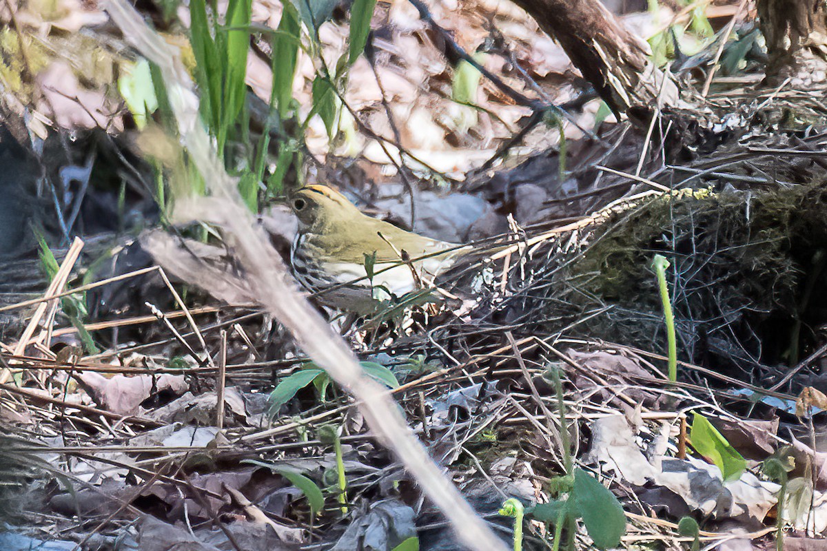 Ovenbird - ML337085191