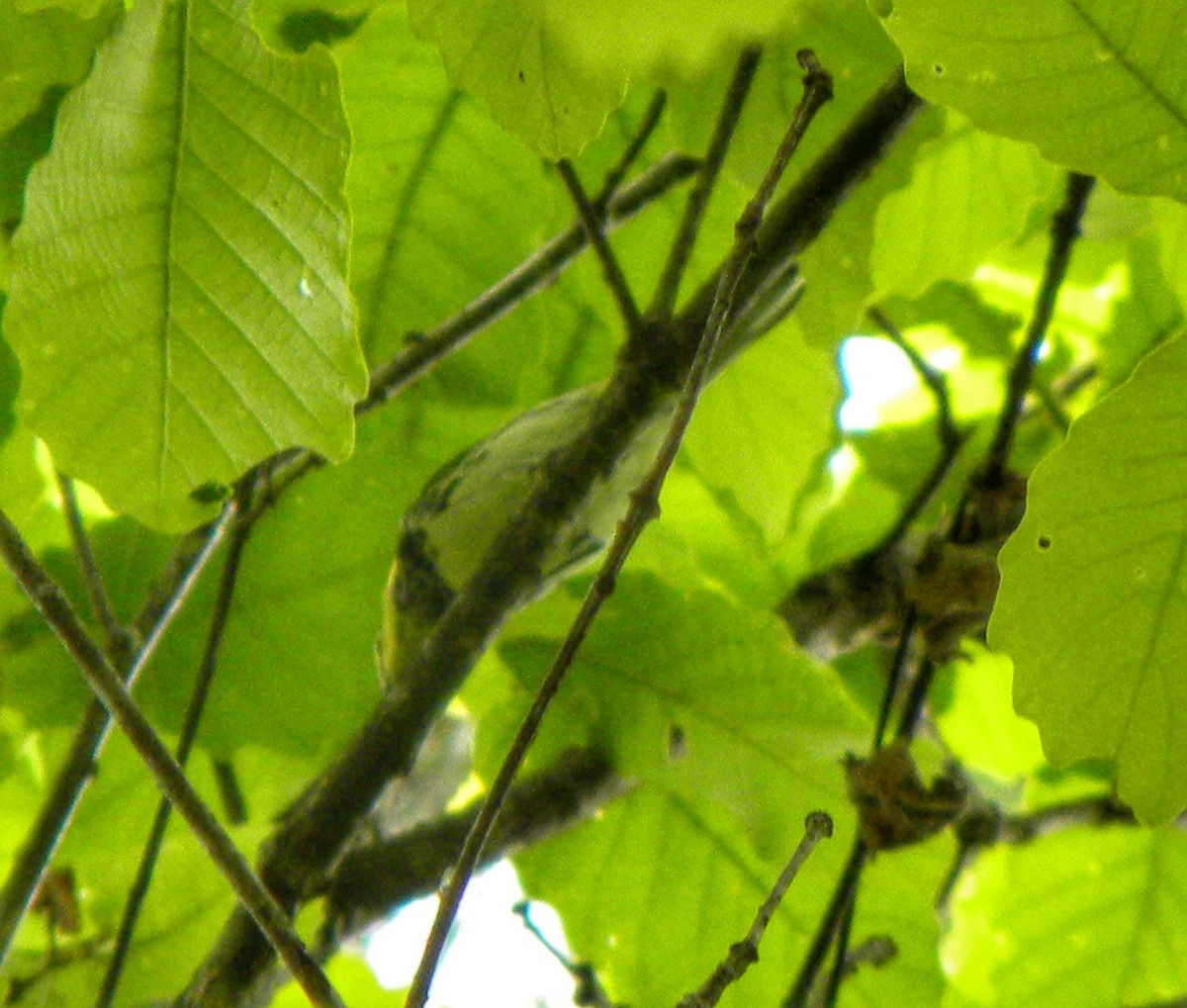 Black-throated Green Warbler - Kevin Serrano Serrano