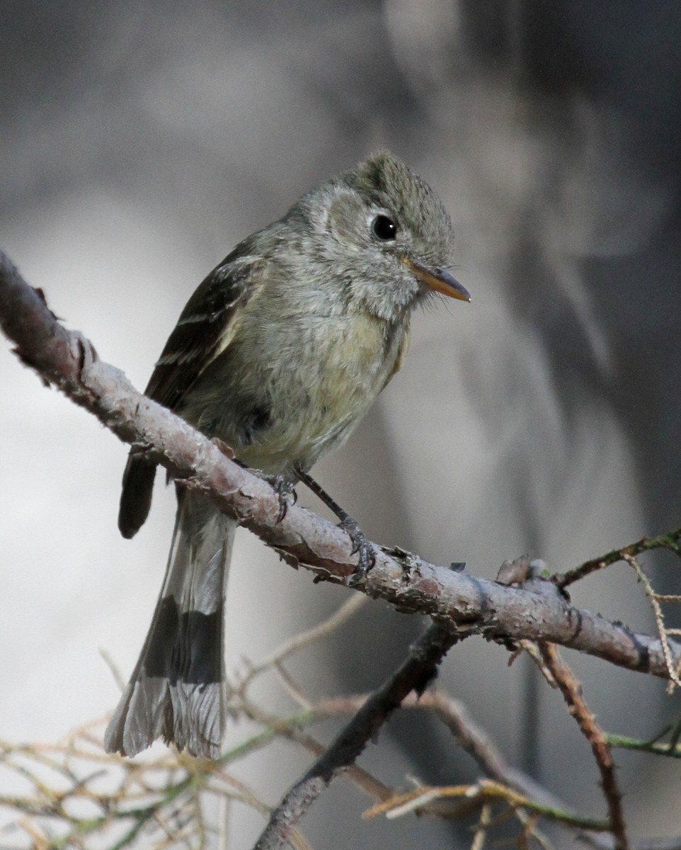 Pine Flycatcher - Matthew Grube