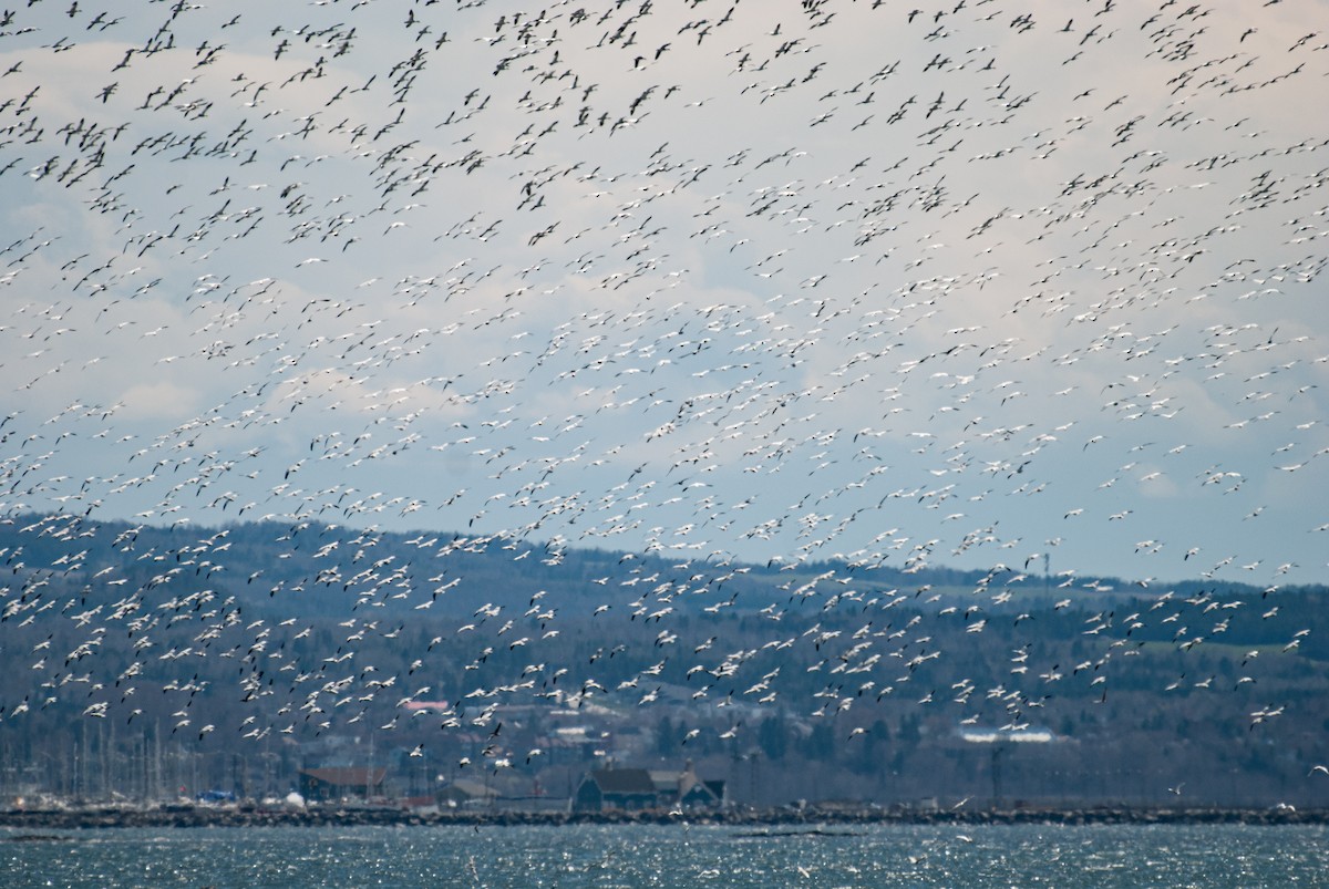 Snow Goose - ML337085531