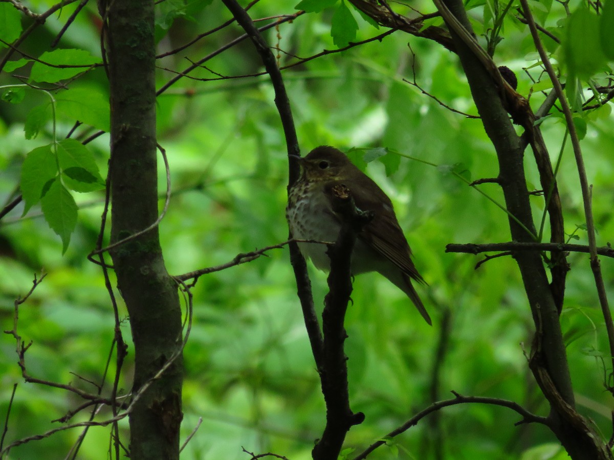 Swainson's Thrush - ML337085681