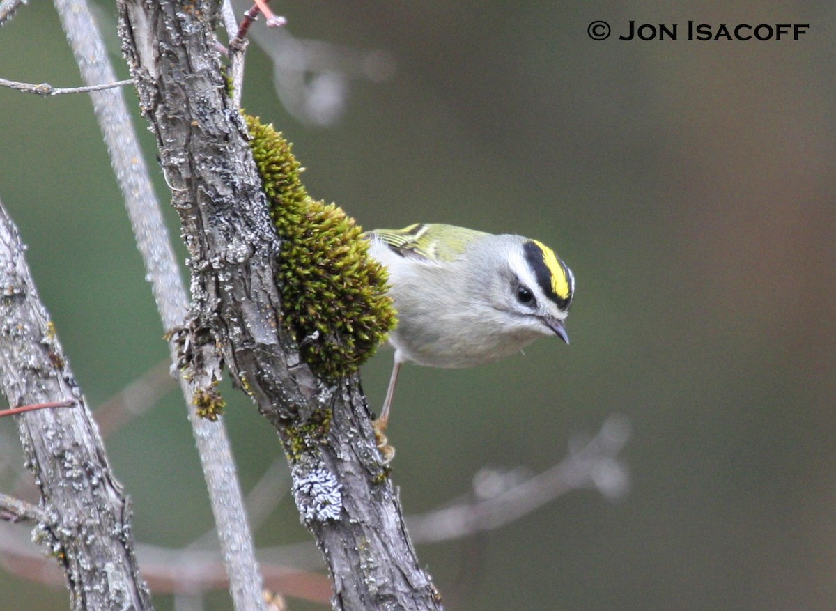 Golden-crowned Kinglet - ML33708731