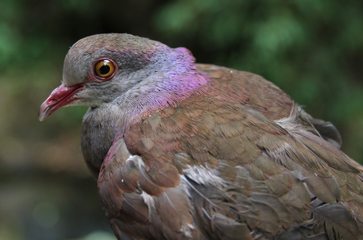 Violaceous Quail-Dove - ML33708761