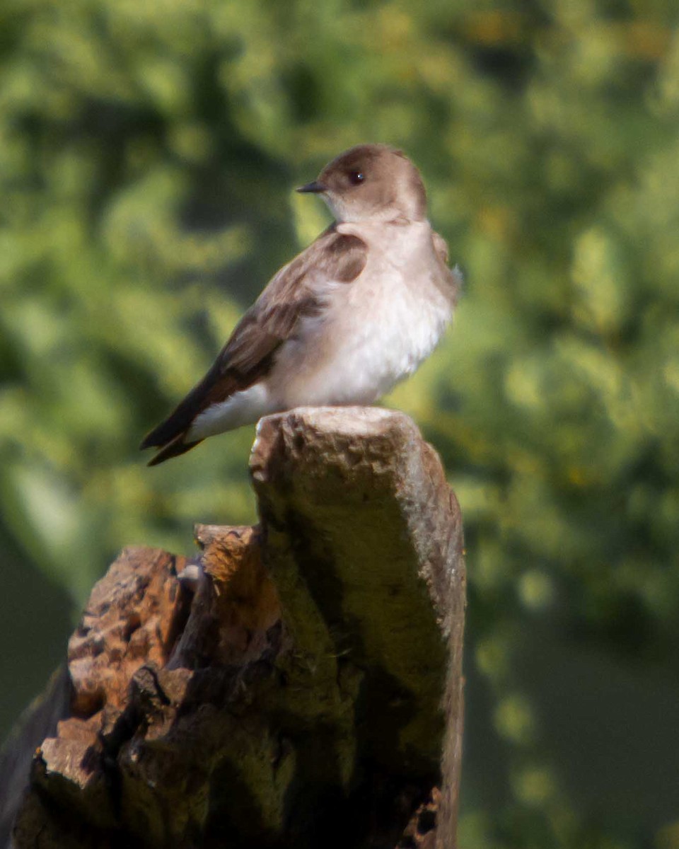 Northern Rough-winged Swallow - Jerry Webb
