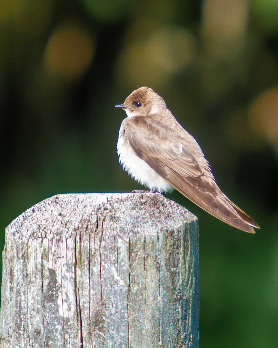 Northern Rough-winged Swallow - ML337088331