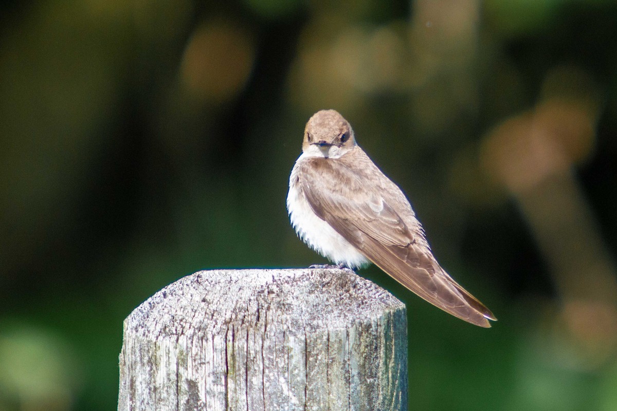 Northern Rough-winged Swallow - ML337088341