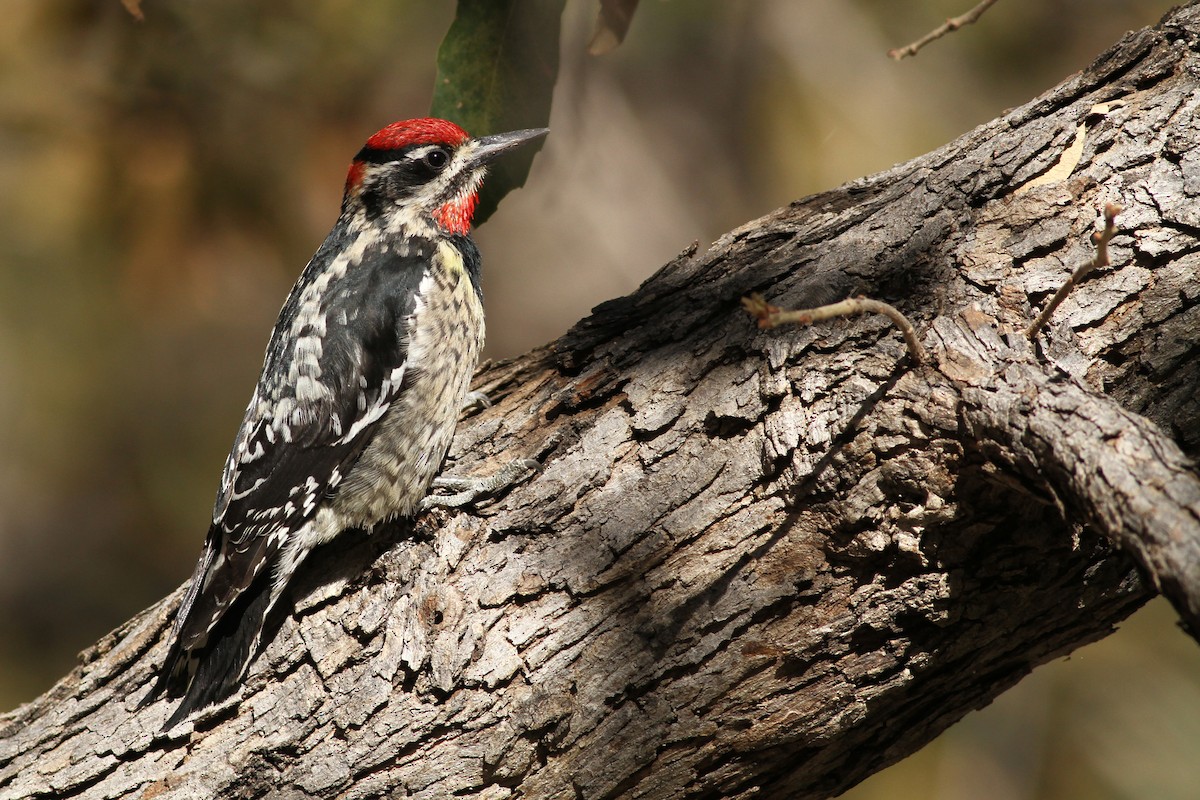 Red-naped Sapsucker - Evan Lipton