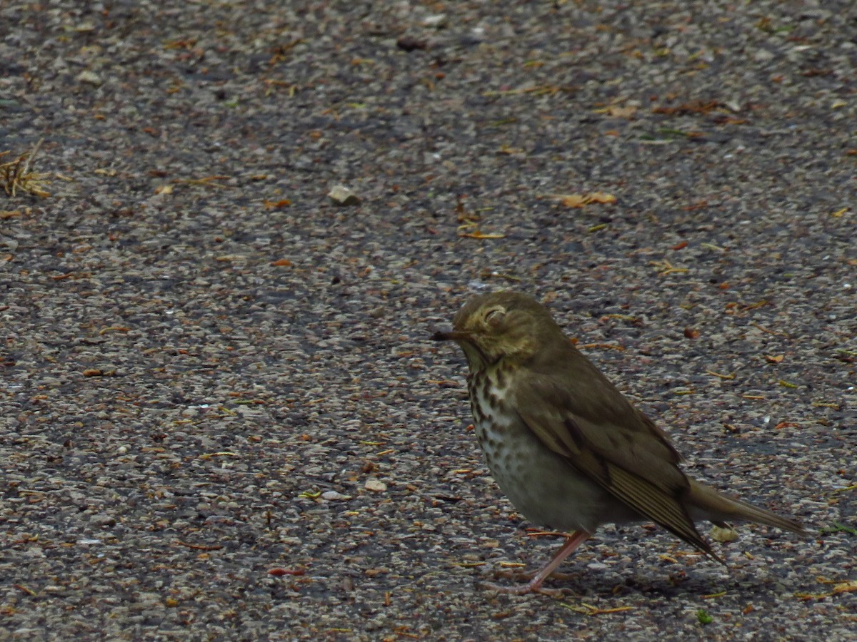 Swainson's Thrush - ML337089801