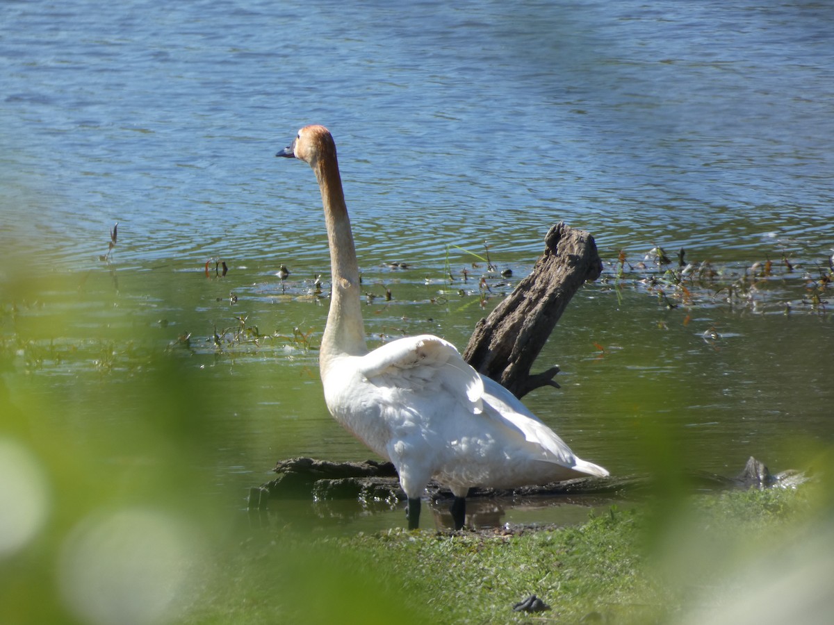 Cygne trompette ou C. siffleur - ML337091471