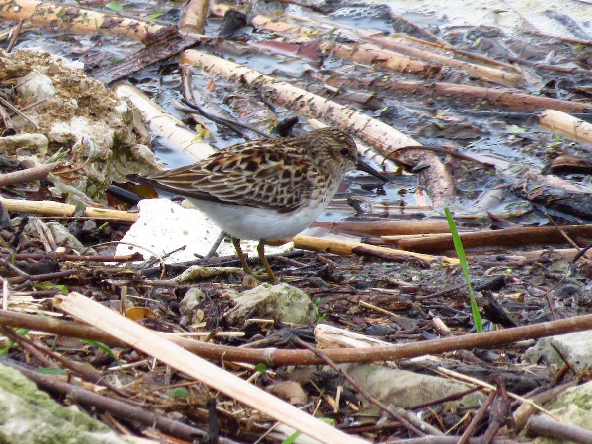 Least Sandpiper - Chris Barrigar