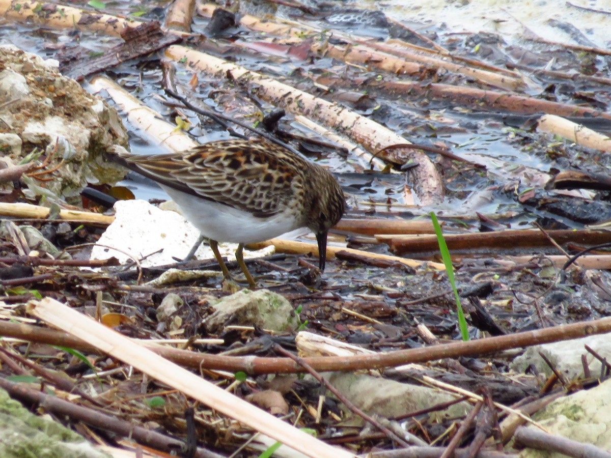 Least Sandpiper - ML337091631