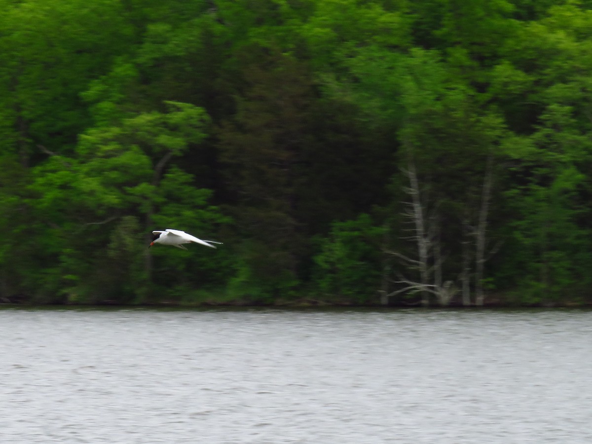 Forster's Tern - ML337093011