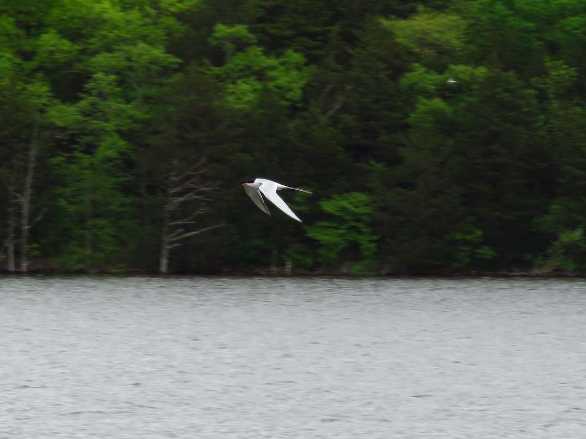 Forster's Tern - ML337093021