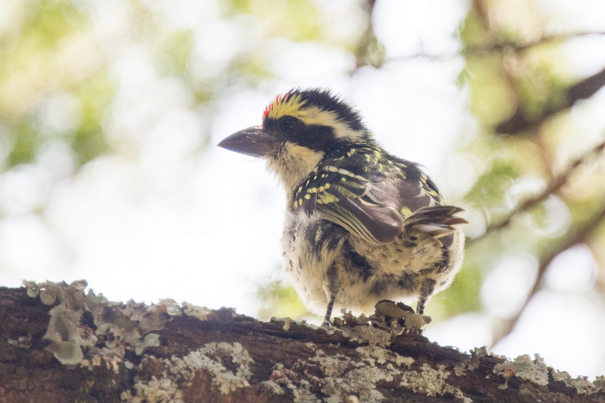 diademskjeggfugl - ML337094661