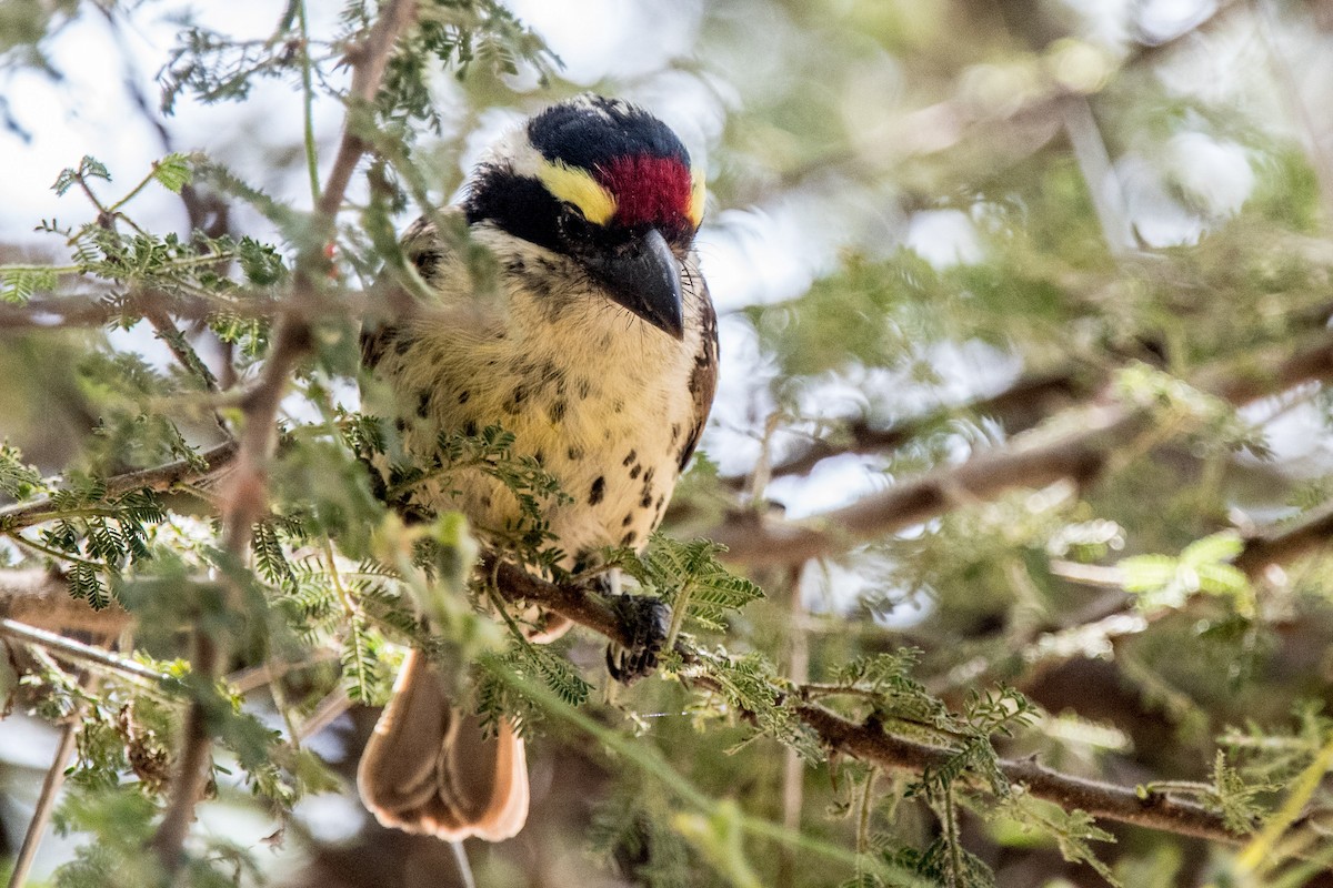 diademskjeggfugl - ML337094731