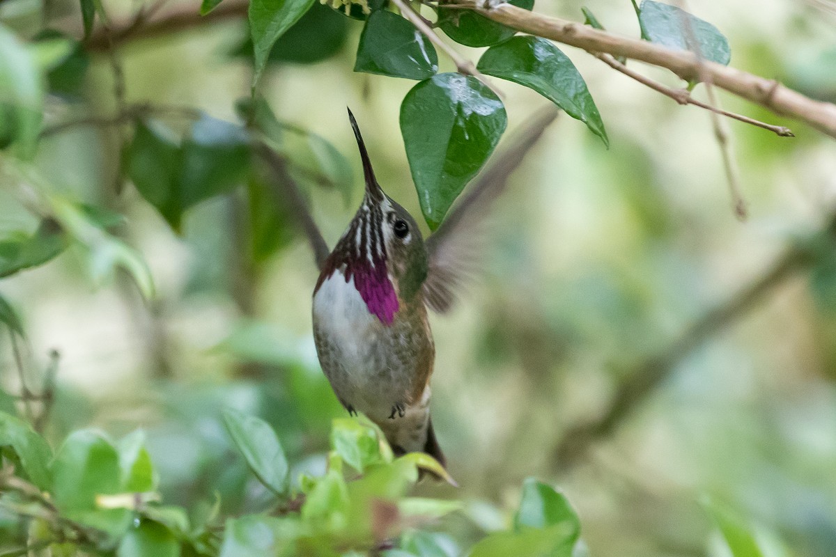 Calliope Hummingbird - ML337095641
