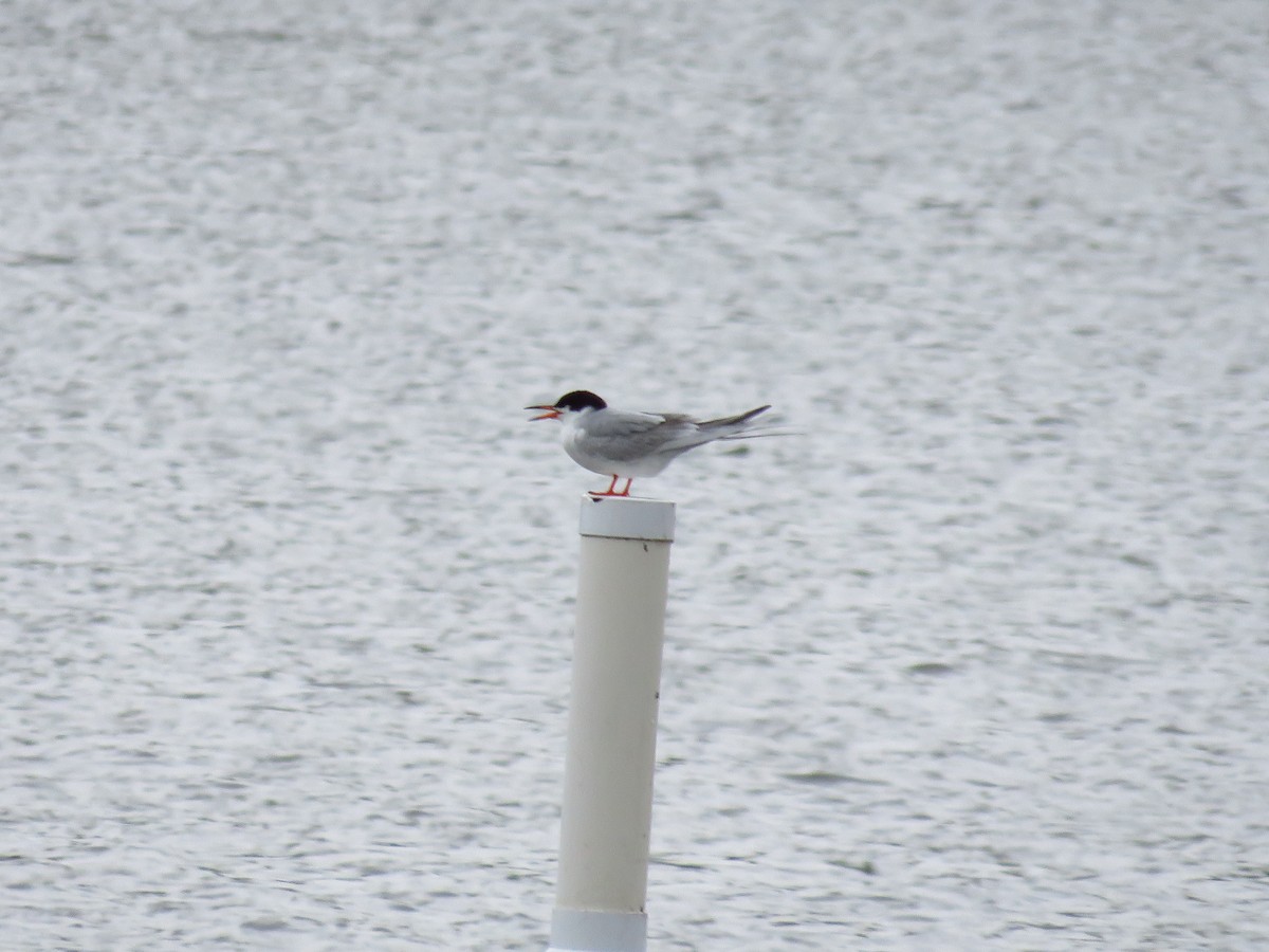 Forster's Tern - ML337095951