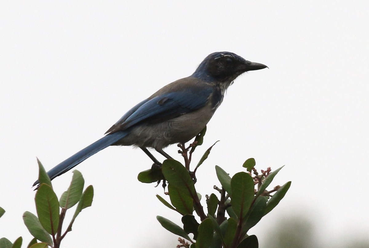 California Scrub-Jay - ML33709611