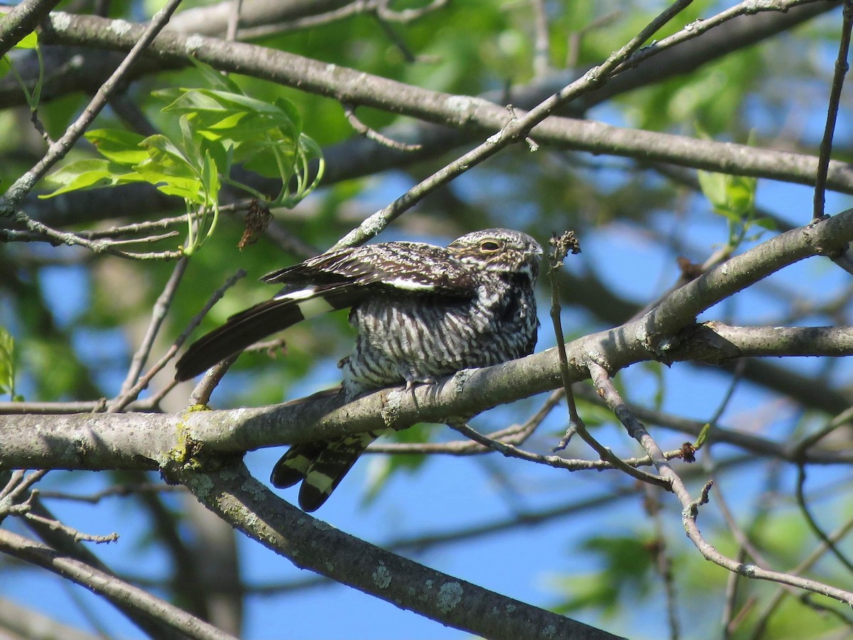 Common Nighthawk - ML337096221