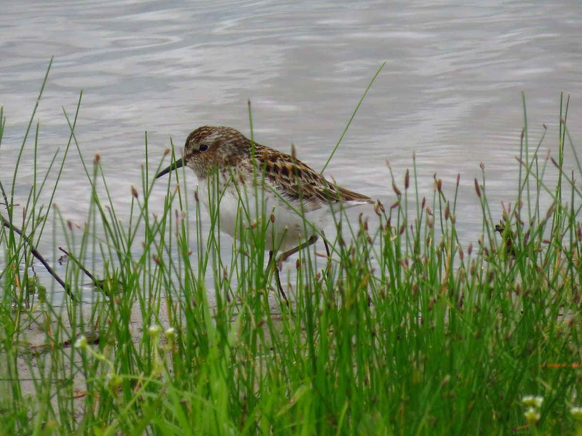 Least Sandpiper - ML337096971