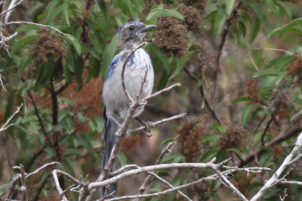 California Scrub-Jay - ML33709721