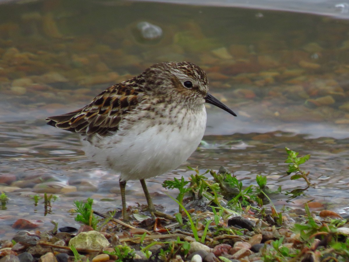 Least Sandpiper - ML337097881